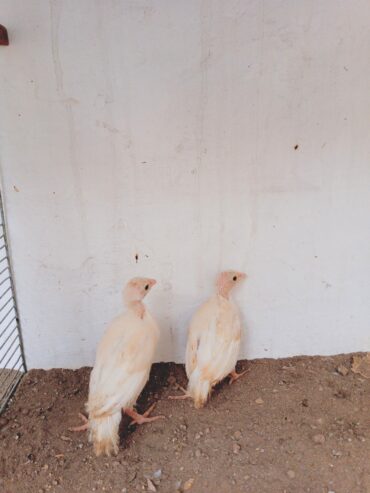 White chakor pair