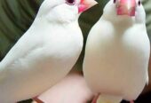 White jawa breeder pair available in burewala