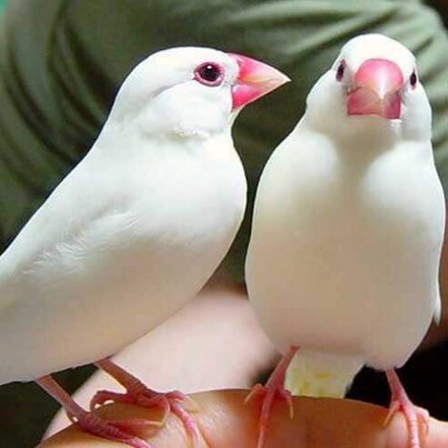 White jawa breeder pair available in burewala