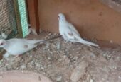 Red pied breeder pair