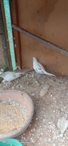 Red pied breeder pair