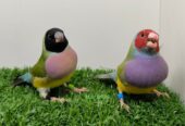 LADY GOULDIAN GOLDIAN PAIRS