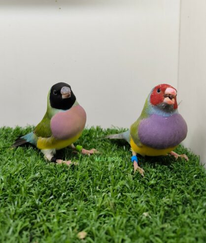 LADY GOULDIAN GOLDIAN PAIRS