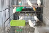 Mix Love Birds Breedrs Nd Ready To Breed