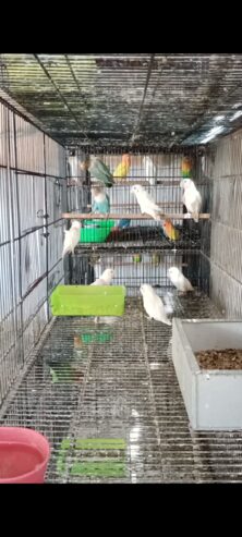 Mix Love Birds Breedrs Nd Ready To Breed