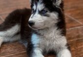 Siberian husky puppy for sale