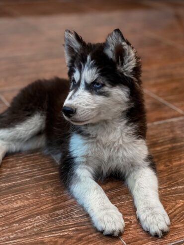 Siberian husky puppy for sale