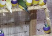 Gouldian finches