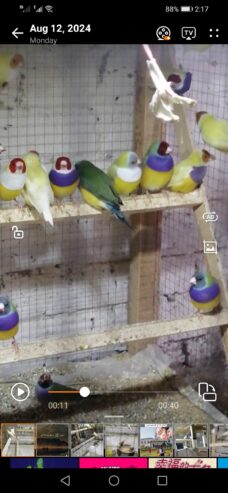 Gouldian finches