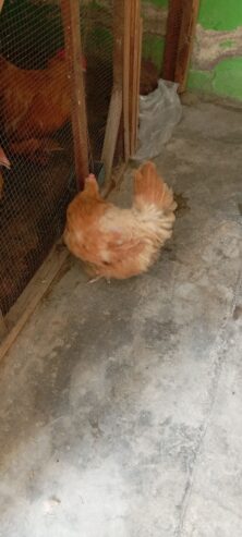 Golden buff female for sale