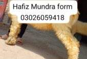 Hafiz Mundra form