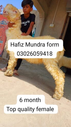 Hafiz Mundra form