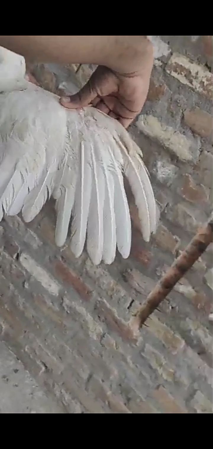 Paper white Heera pair