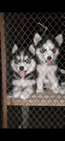 Siberian husky puppy for sale