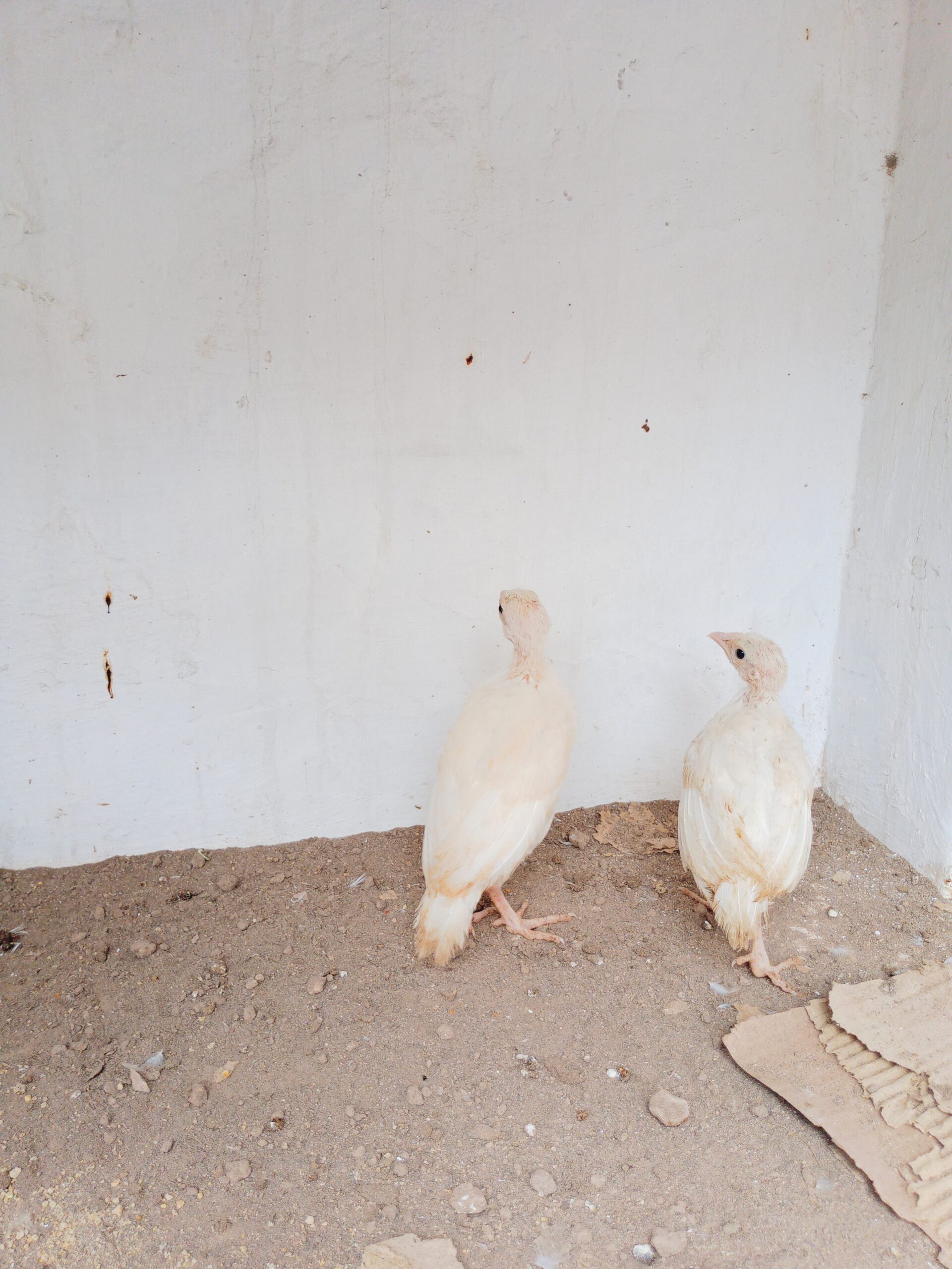 White chakor pair