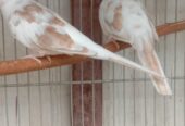 Red pied breeder pair