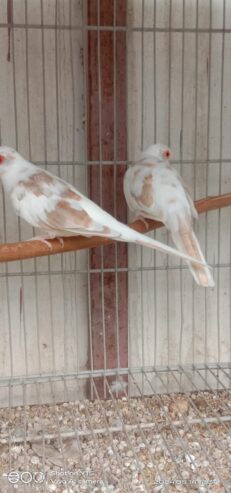 Red pied breeder pair