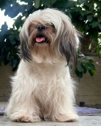 Shihtzu female available