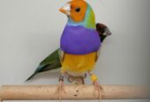 LADY GOULDIAN GOLDIAN PAIRS