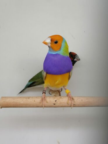 LADY GOULDIAN GOLDIAN PAIRS