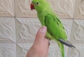 Green ringneck parrot handtame