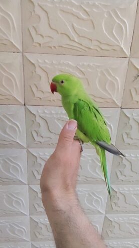 Green ringneck parrot handtame