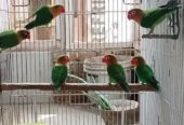 Mix Love Birds Breedrs Nd Ready To Breed