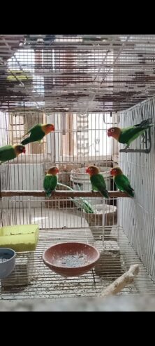 Mix Love Birds Breedrs Nd Ready To Breed