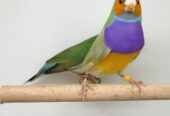 LADY GOULDIAN GOLDIAN