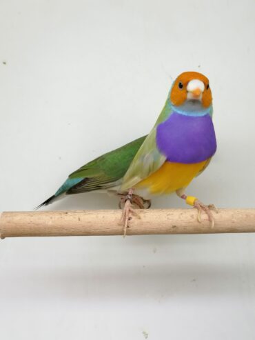 LADY GOULDIAN GOLDIAN