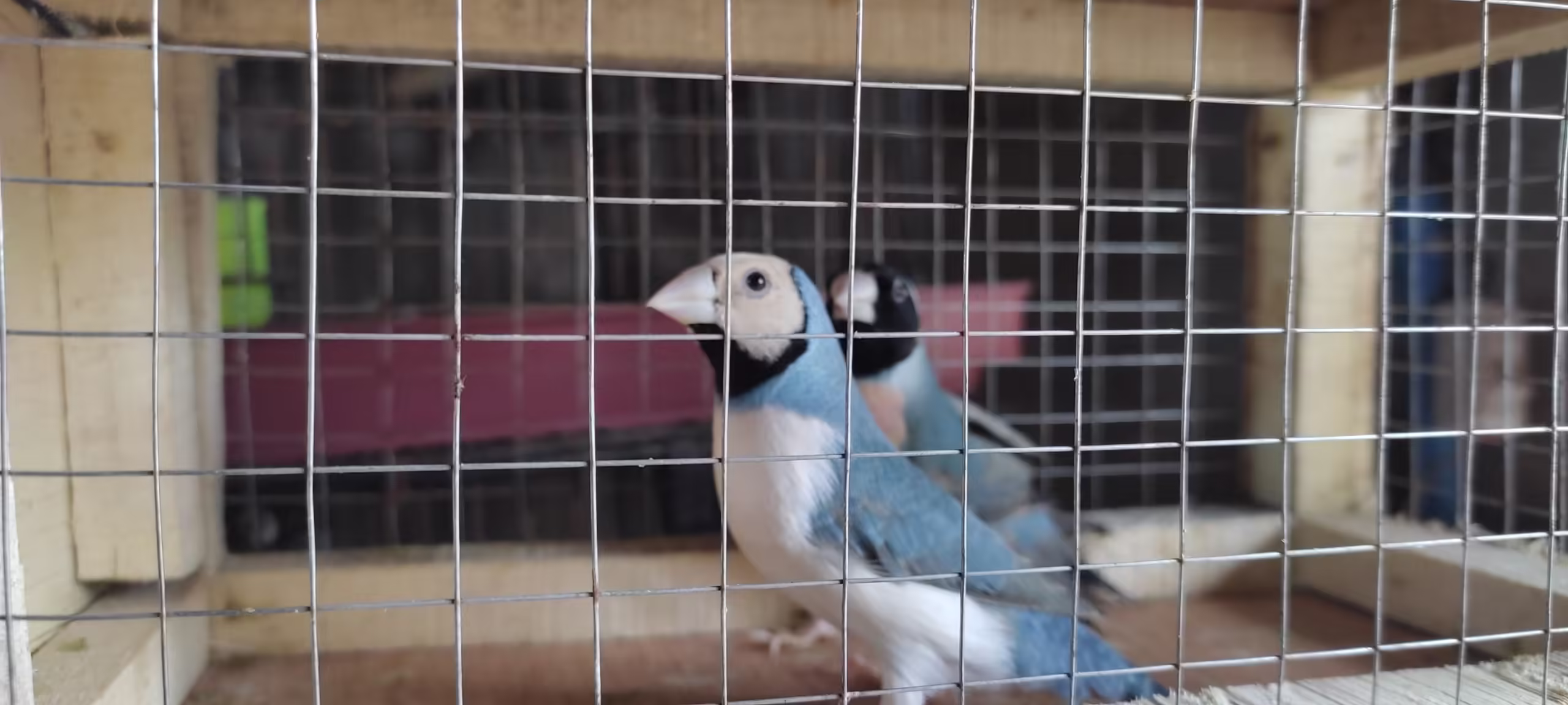 Blue Goldian Latino &Comon