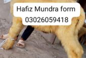 Hafiz Mundra form