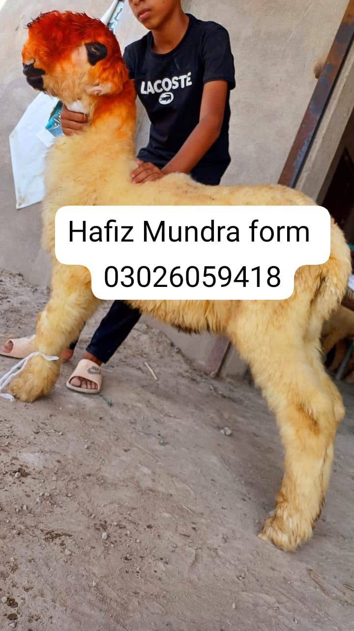 Hafiz Mundra form