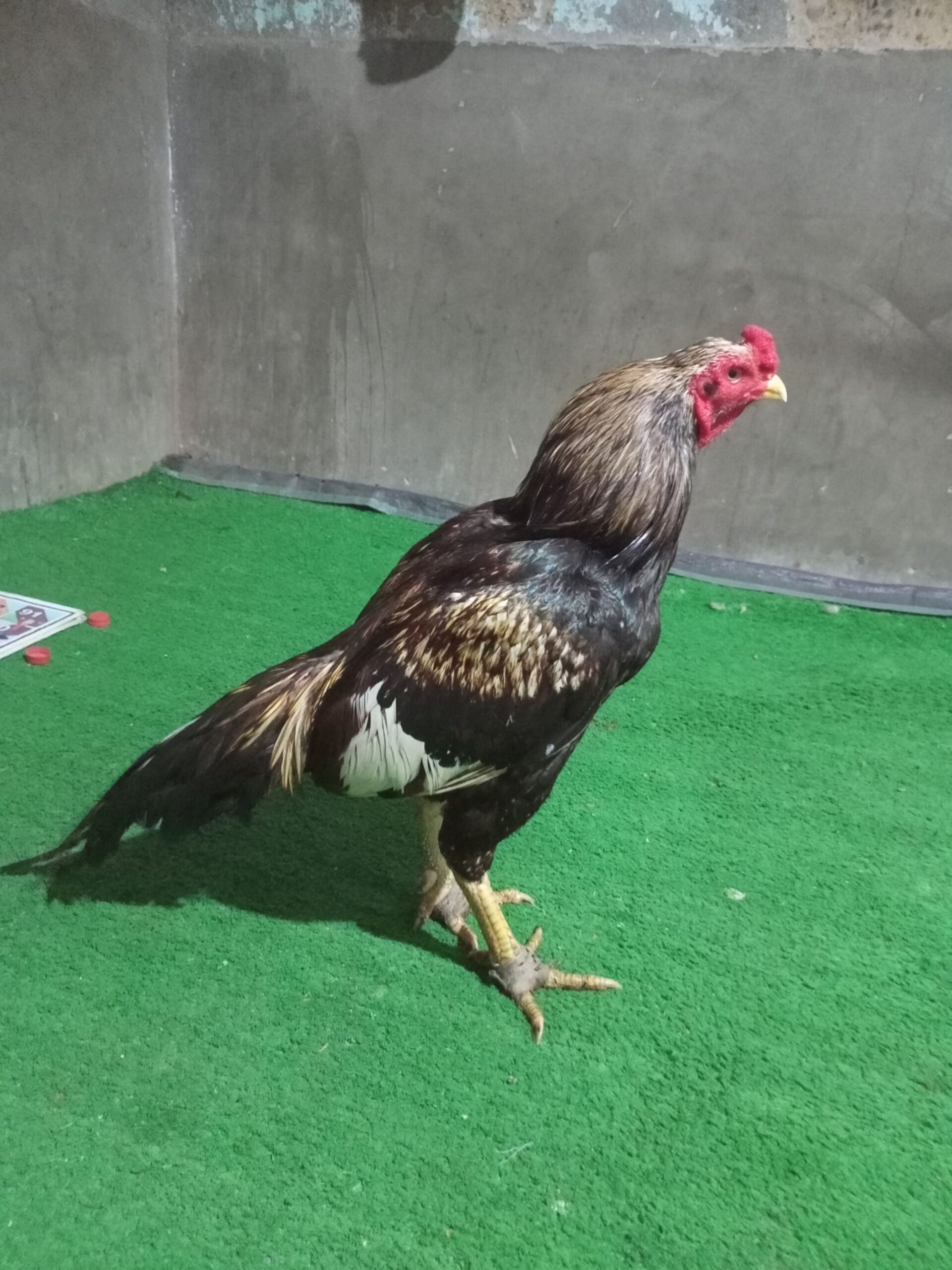 cros breed