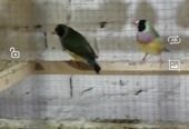 Gouldian finches