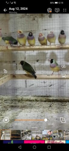 Gouldian finches