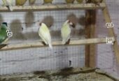 Gouldian finches