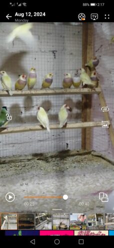 Gouldian finches