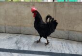 Australorp Male Golden Mesri Male Australian Parrot