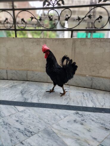 Australorp Male Golden Mesri Male Australian Parrot