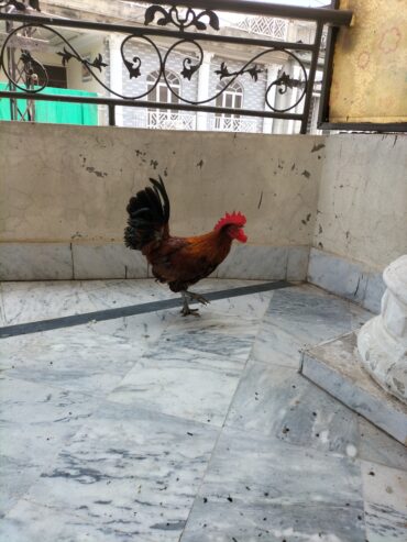 Australorp Male Golden Mesri Male Australian Parrot