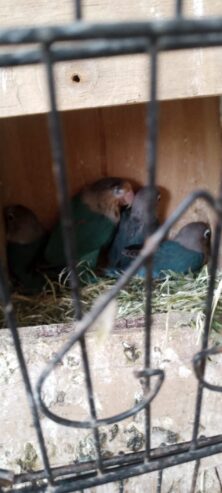 Lovebirds, dove, Lady Gouldian, White Jave, Pegion Full Setup Only For Karachi