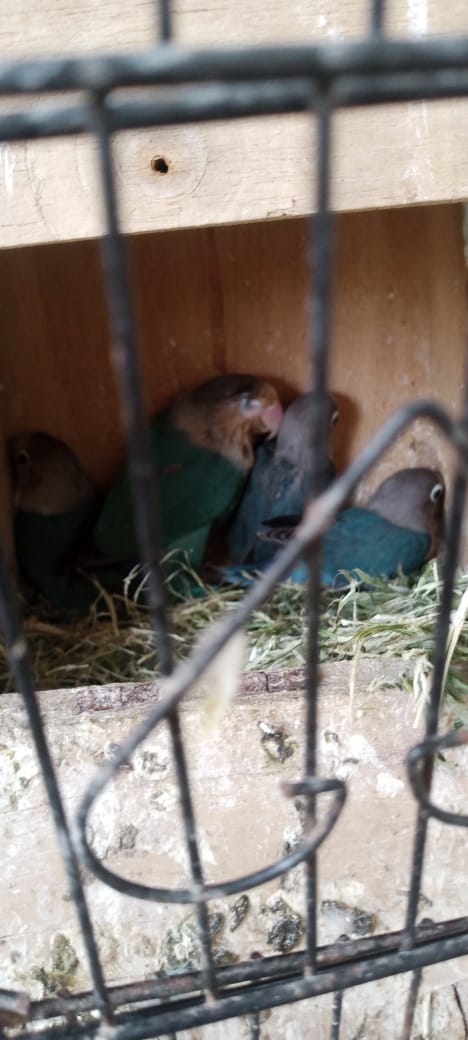 Lovebirds, dove, Lady Gouldian, White Jave, Pegion Full Setup Only For Karachi