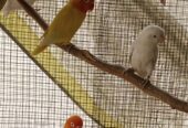 Lovebirds, dove, Lady Gouldian, White Jave, Pegion Full Setup Only For Karachi