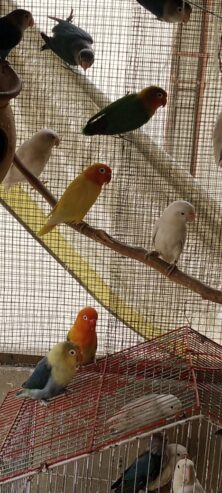 Lovebirds, dove, Lady Gouldian, White Jave, Pegion Full Setup Only For Karachi