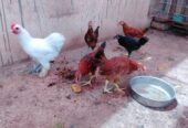 RIR, Austrolop, Bantam chiks