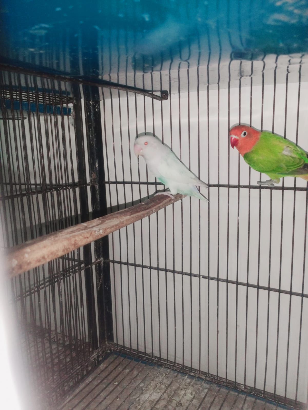 Pale fellow visual and split