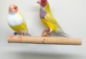 LADY GOULDIAN GOLDIAN PAIRS