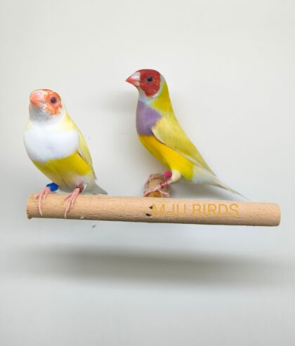 LADY GOULDIAN GOLDIAN PAIRS