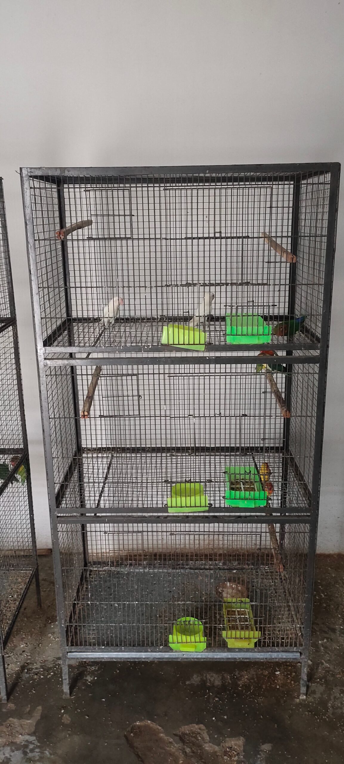 Love birds 2 cage for sale